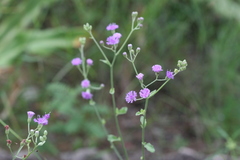 Vernonia albicans